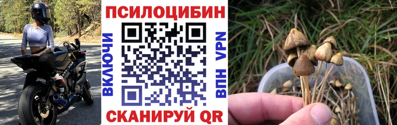 купить закладку  Каменск-Уральский  Галлюциногенные грибы мицелий 
